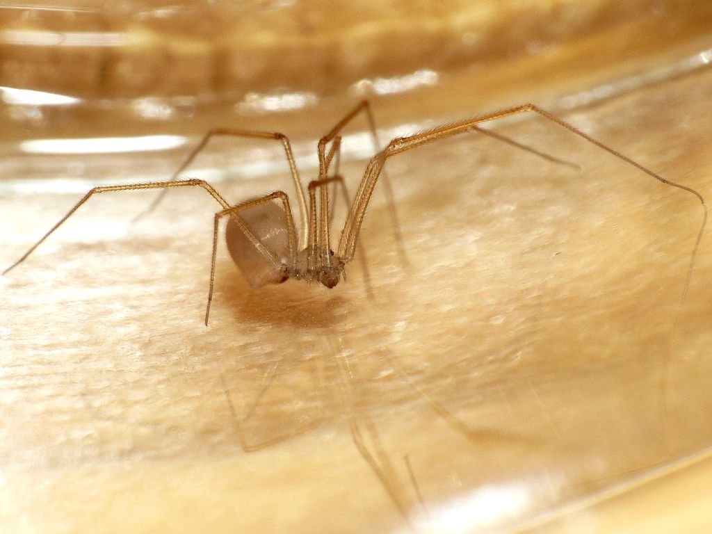 Spermophora senoculata - Roma (RM)